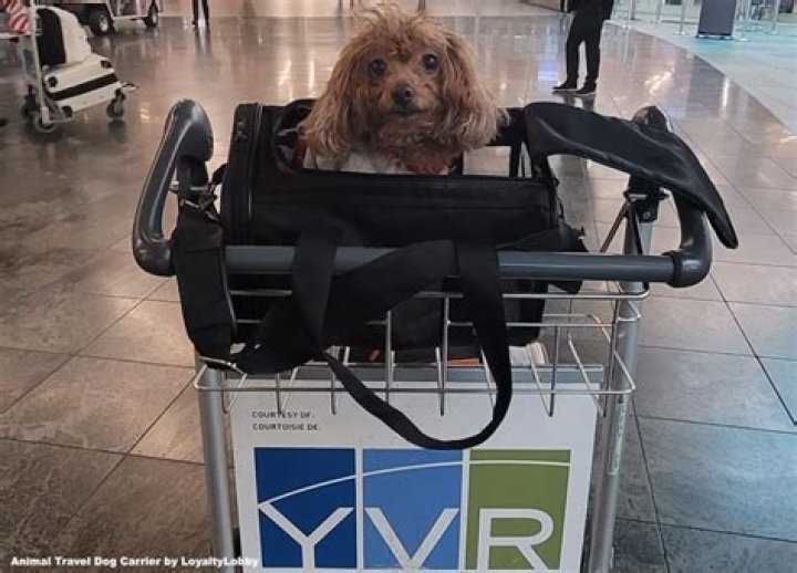 Can I bring my partner to Belgium?