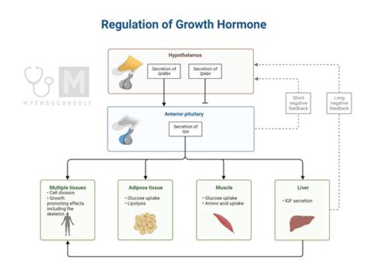How does growth hormone cause sodium retention?