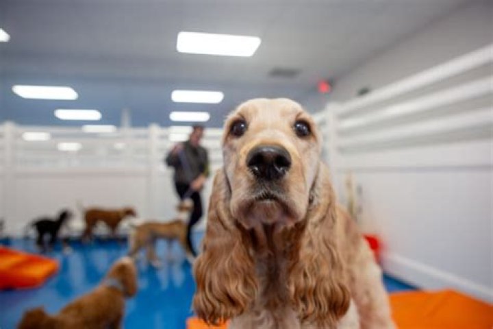 How many days a week should my dog go to daycare?