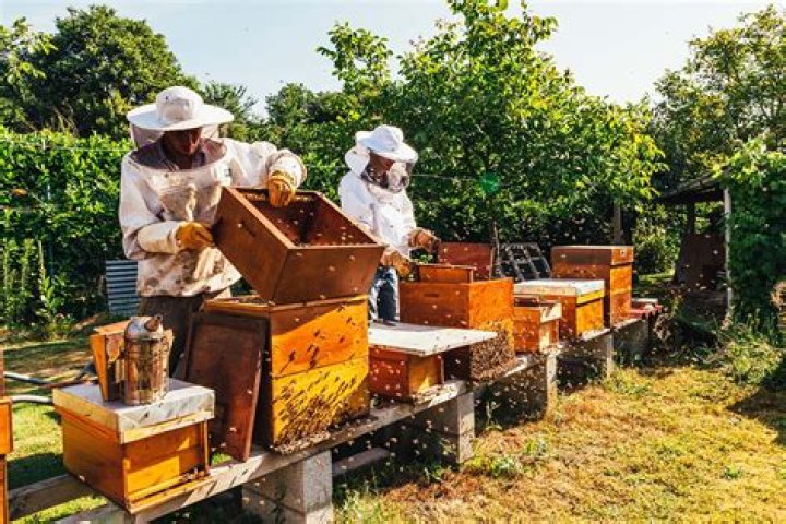 Is bee keeping considered farming?