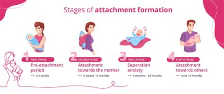 What are attachment behaviors?