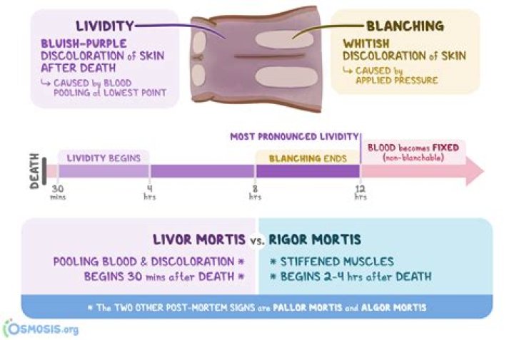 What are the 3 stages of rigor mortis?