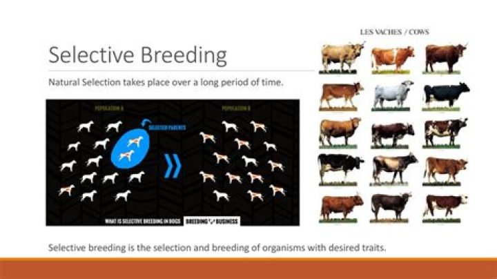 What considerations are made when selecting breeds of cattle for a beef operation?