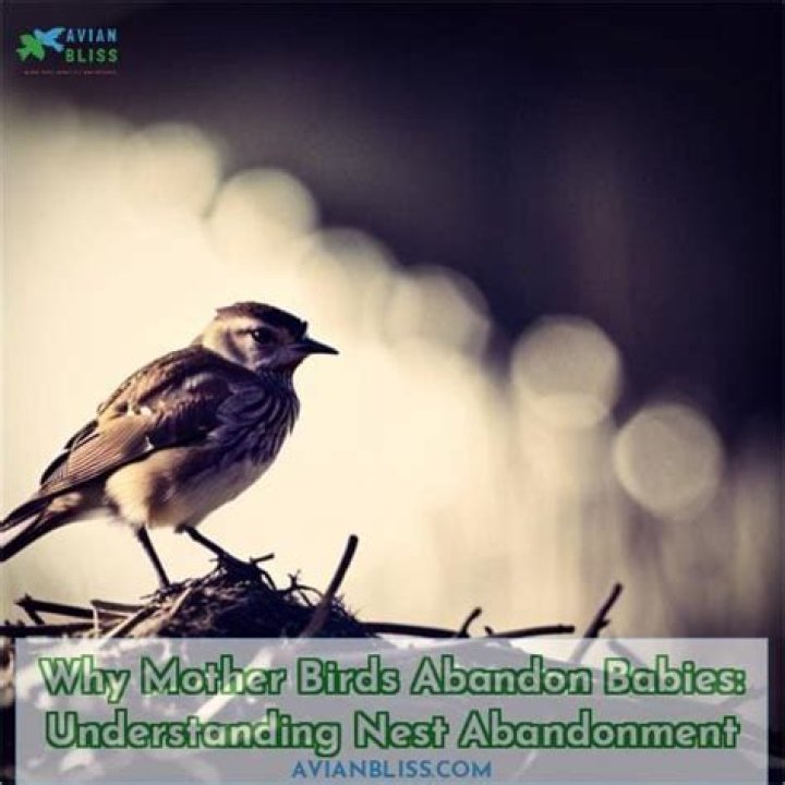 Why do robins abandon their babies?